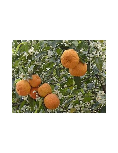 1 Sour orange sapling (Citrus aurantium) -...
