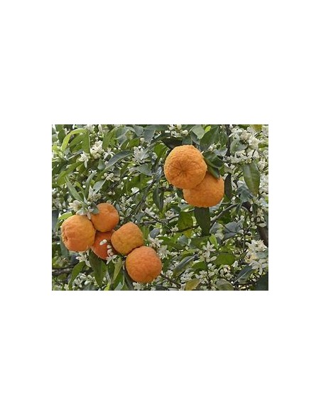 1 Sour orange sapling (Citrus aurantium) - Online nursery