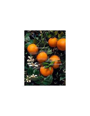 1 Sour orange sapling (Citrus aurantium) -...