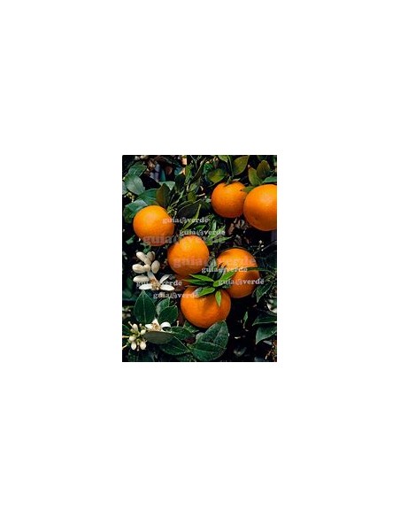 1 Arbolito de Naranja agria (Citrus aurantium) - Vivero por internet