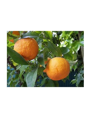 1 Sour orange sapling (Citrus aurantium) -...