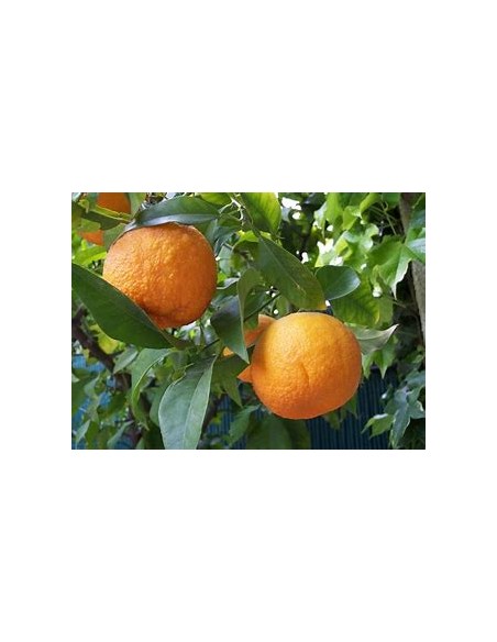 1 Arbolito de Naranja agria (Citrus aurantium) - Vivero por internet