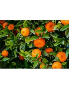 1 Satsuma Orange Sapling -...