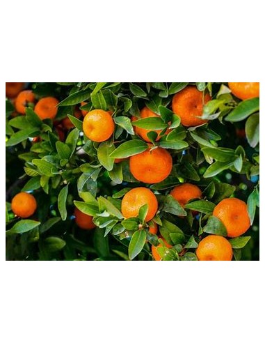 1 Arbolito de Naranja Satsuma - (citrus unshiu) - Vivero por internet