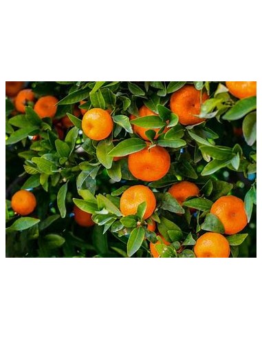 1 Satsuma Orange Sapling - (citrus unshiu) - Online Nursery