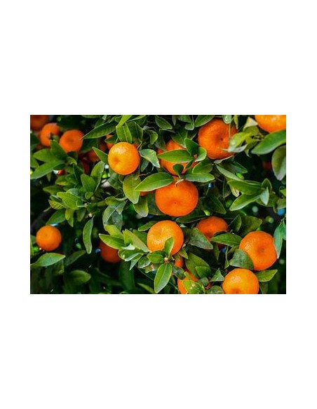 1 Satsuma Orange Sapling - (citrus unshiu) - Online Nursery