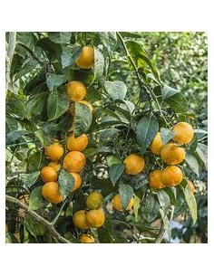 1 Satsuma Orange Sapling -... 2