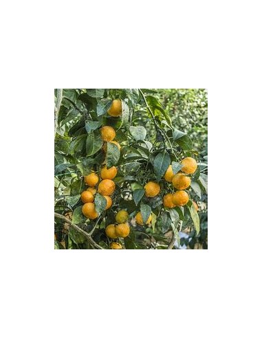 1 Satsuma Orange Sapling - (citrus unshiu) -...