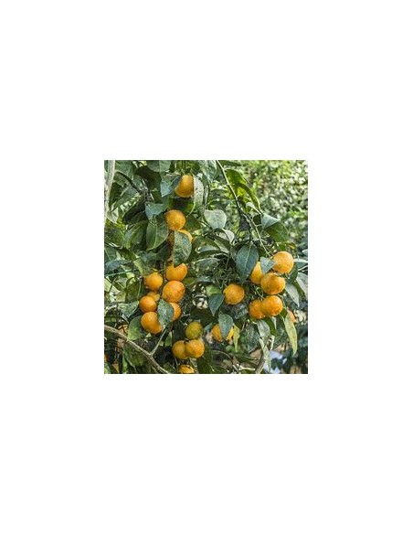 1 Satsuma Orange Sapling - (citrus unshiu) - Online Nursery