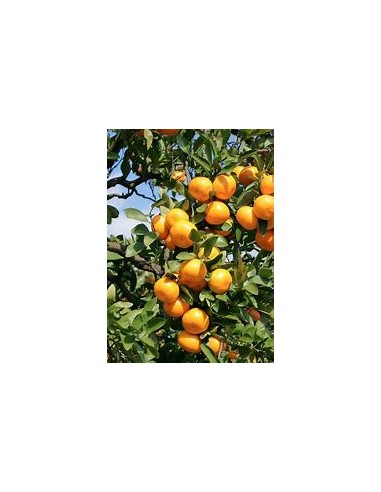 1 Arbolito de Naranja Satsuma - (citrus unshiu)...