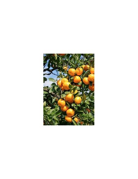 1 Satsuma Orange Sapling - (citrus unshiu) - Online Nursery