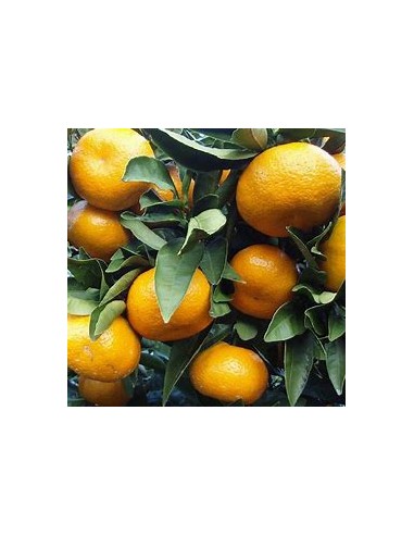 1 Arbolito de Naranja Satsuma - (citrus unshiu)...