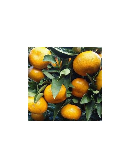 1 Satsuma Orange Sapling - (citrus unshiu) - Online Nursery