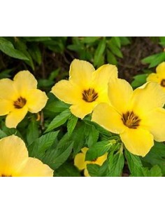 1 Planta de Turnera difussa...
