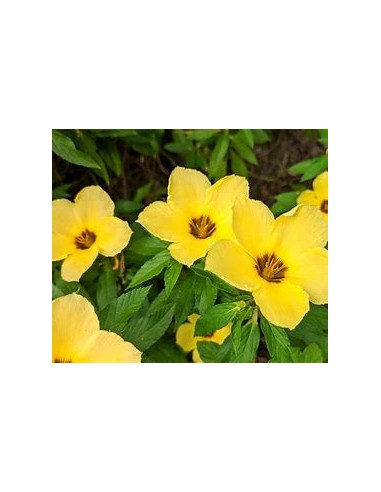 1 Turnera difussa plant - Online Nursery