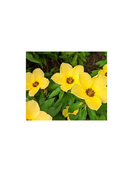 1 Turnera difussa plant - Online Nursery
