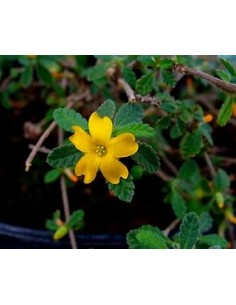 1 Planta de Turnera difussa... 2