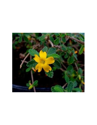 1 Turnera difussa plant - Online Nursery