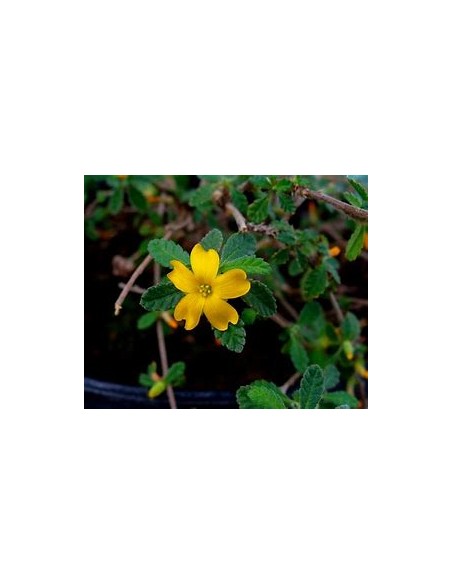 1 Turnera Difussa Plant Online Nursery