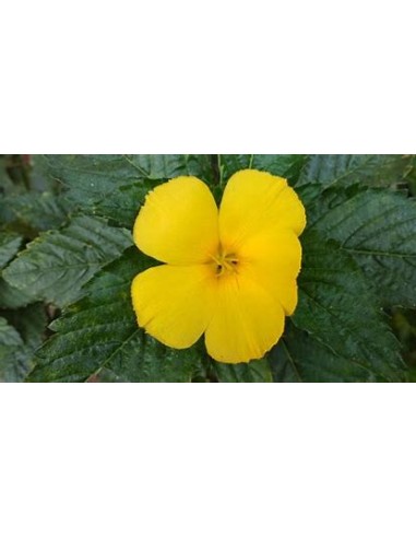1 Turnera difussa plant - Online Nursery
