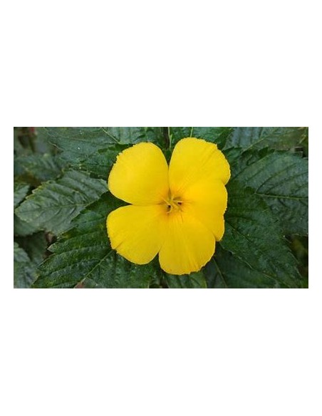 1 Turnera difussa plant - Online Nursery