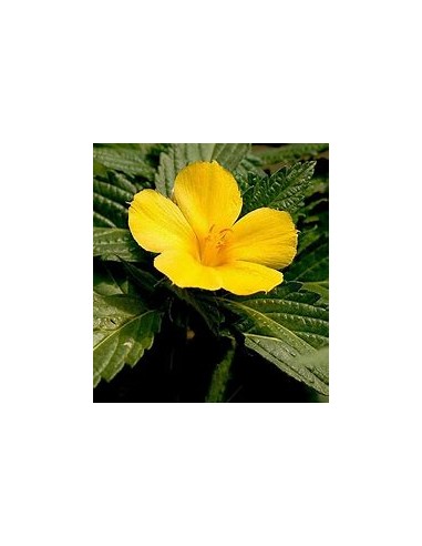 1 Turnera difussa plant - Online Nursery