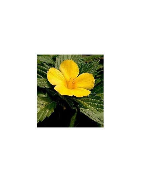 1 Turnera difussa plant - Online Nursery