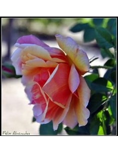 1 Marbled Rose Plant -...