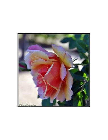 1 Marbled Rose Plant - Regular Thorny - Internet Nursery