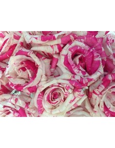 1 Marbled Rose Plant -... 2