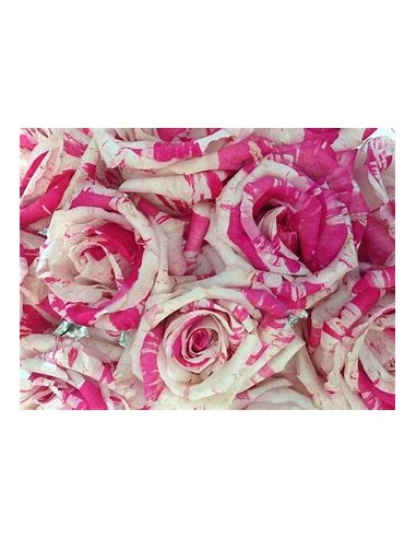 1 Marbled Rose Plant - Regular Thorny -...