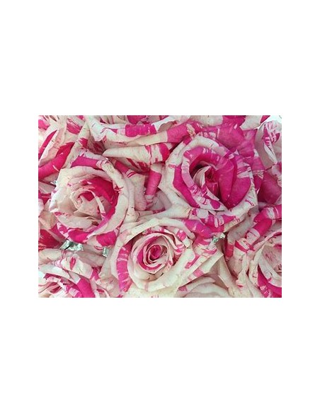 1 Marbled Rose Plant - Regular Thorny - Internet Nursery