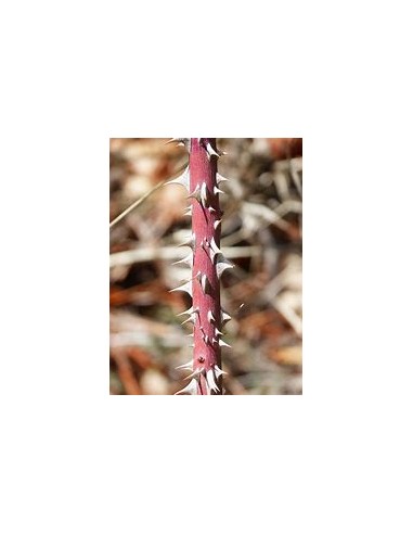 1 Marbled Rose Plant - Regular Thorny -...