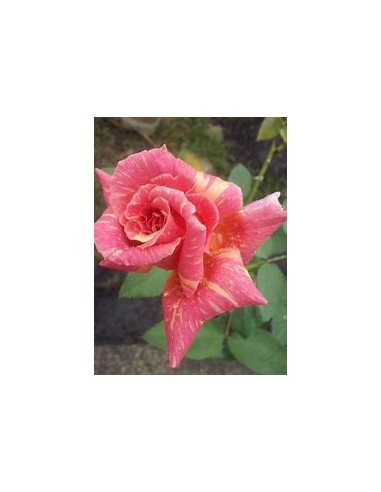 1 Marbled Rose Plant - Regular Thorny -...