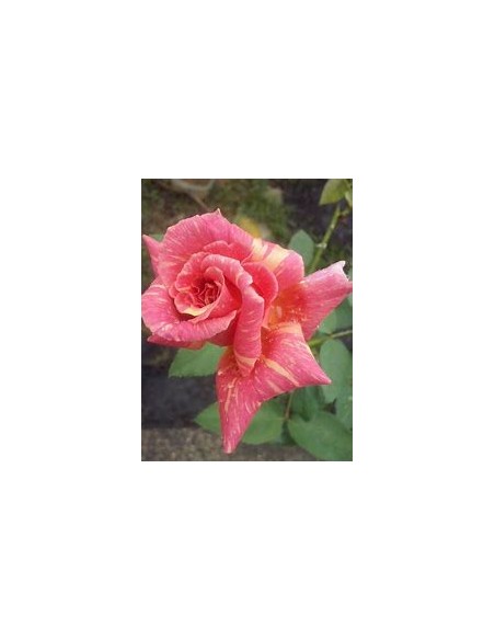 1 Marbled Rose Plant - Regular Thorny - Internet Nursery