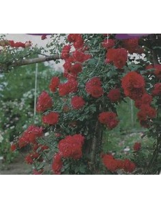 1 Red Climbing Rose Plant -...