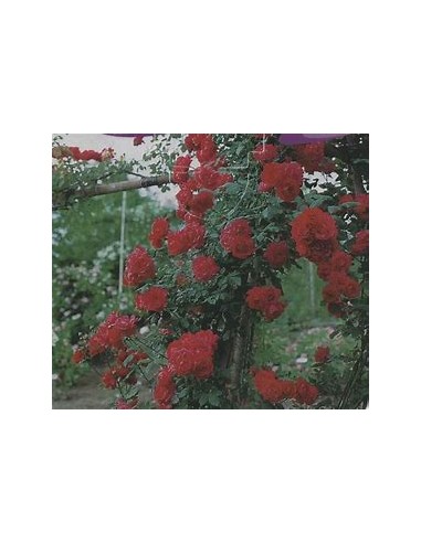 1 Planta de Rosal trepador rojo -...