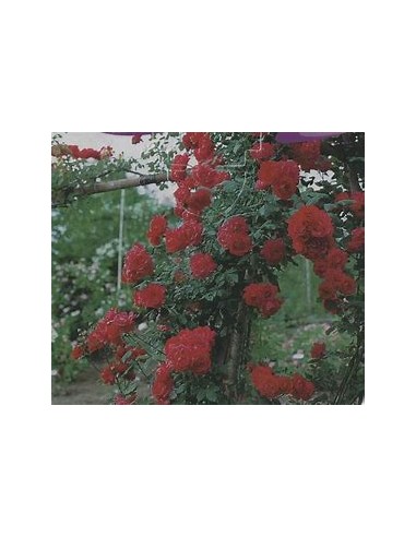 1 Red Climbing Rose Plant - Internet Nursery