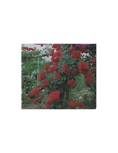 1 Red Climbing Rose Plant - Internet Nursery