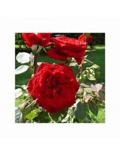 1 Red Climbing Rose Plant -... 2