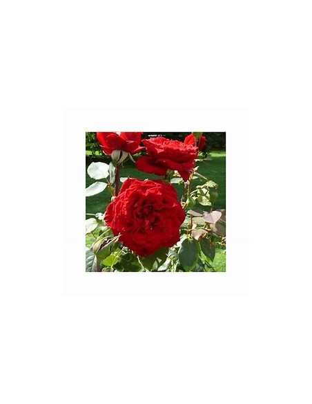 1 Red Climbing Rose Plant - Internet Nursery