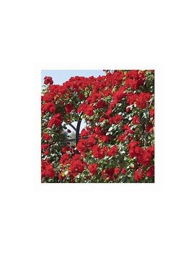 1 Red Climbing Rose Plant - Internet Nursery