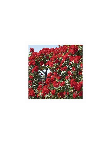 1 Red Climbing Rose Plant - Internet Nursery