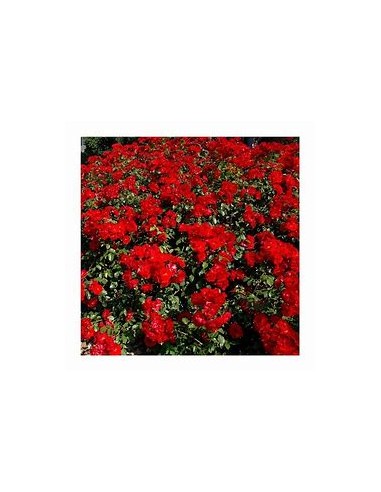 1 Red Climbing Rose Plant - Internet Nursery