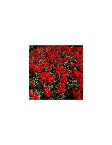 1 Planta de Rosal trepador rojo - Vivero por internet