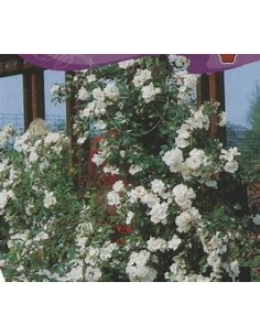 1 White Climbing Rose Plant...