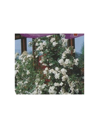 1 White Climbing Rose Plant (Rosa Albus Climbus) - Online Nursery