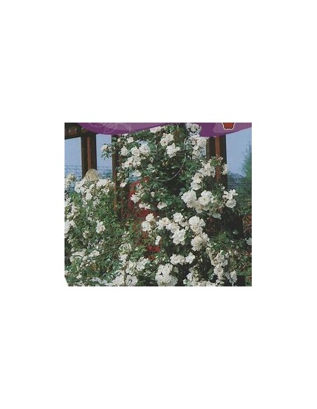 1 Planta de Rosal Blanco trepador (Rosa Albus Climbus) - Vivero por internet