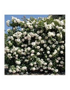 1 White Climbing Rose Plant... 2