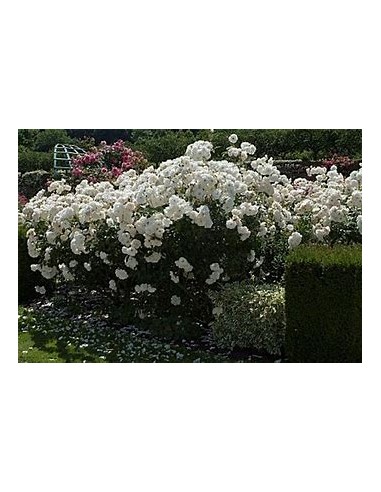 1 Planta de Rosal Blanco trepador (Rosa Albus...